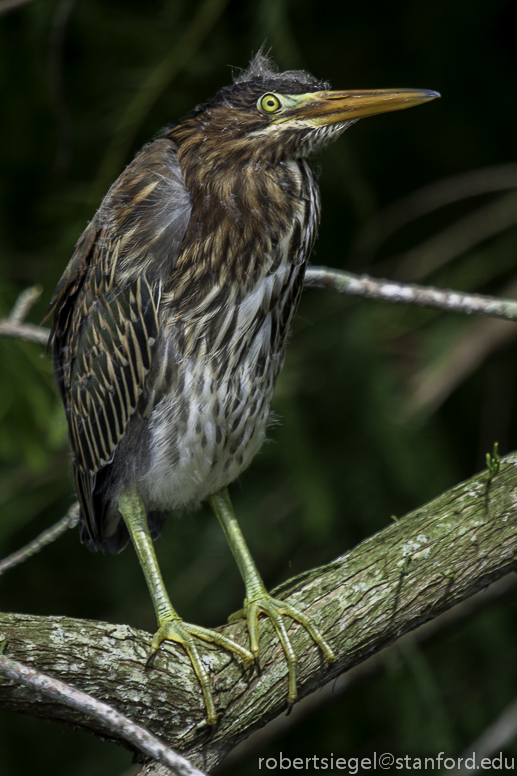 green heron